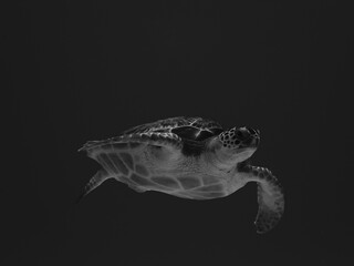 black and white underwater portrait of a sea turtle descending from the surface, belly visible,...