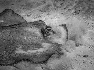 black and white underwater portret of a sting ray, Cozumel, Quintana Roo, Mexico