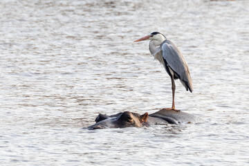 Grey Heron (Ardea cinerea) riding on the back of a Hippopotamous from which it fishes,  Kruger...