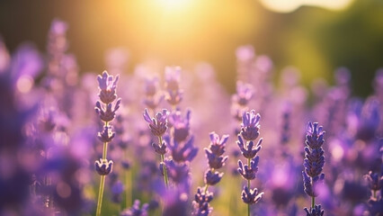 Fototapeta premium Soft Breeze in Lavender Fields