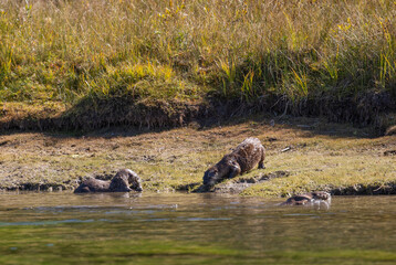 Fototapeta premium River Otters on the Snake River in Grand Teton National Park Wyoming in Autumn