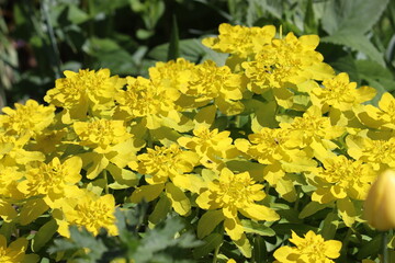 Yellow flowers of cushion spurge (Euphorbia epithymoides, syn. Euphorbia polychroma) in garden