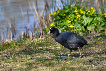 Blässhuhn (Fulica atra) läuft im Gras am Ufer eines Sees mit Schilf und Sumpfdotterblumen -...