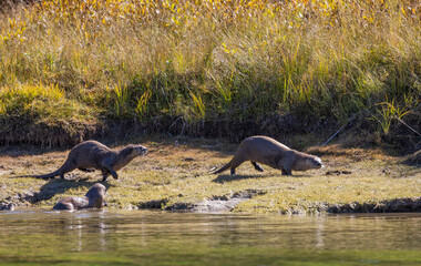 Fototapeta premium River Otters on the Snake River in Grand Teton National Park Wyoming in Autumn