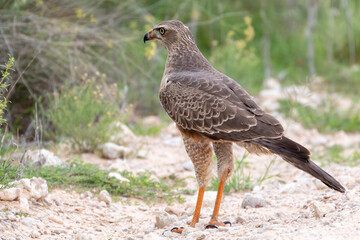 Immature Pale Chanting Goshawk (Melierax canorus) on ground hunting n arid grassland savanna, Kalahari, Northern Cape, South Africa