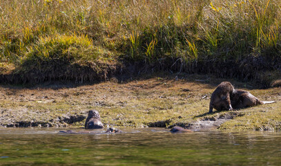 Fototapeta premium River Otters on the Snake River in Grand Teton National Park Wyoming in Autumn