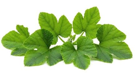 Cluster of green leaves with distinct lobes and prominent veins on a white background