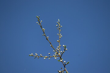 Branches of blackthorn (Prunus spinosa) tree with white buds against spring blue sky