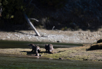 River Otters on the Snake River in Grand Teton National Park Wyoming in Autumn