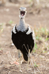 Male Red-crested Korhaan or Red-crested Bustard (Lophotis ruficrista) calling with bill wide open...