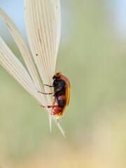 Orange beetle on a plant. Macrosiagon ferruginea