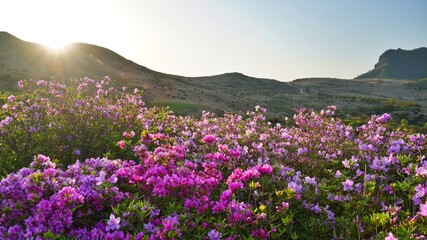 Fototapeta premium Beautifully blooming Hwangmaesan Mountain scenery