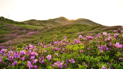 Obraz premium Beautifully blooming Hwangmaesan Mountain scenery