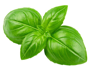 Fresh basil leaf bunch isolated on white, culinary herb used in cooking.