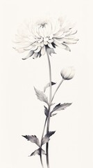 Obraz premium Drawing flower dahlia sketch.