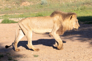 Very old male malnourished Kalahari Dark-maned Lion (Panthera Leo) walking in grassland savanna at...