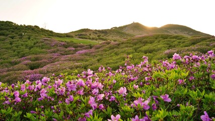 Obraz premium Beautifully blooming Hwangmaesan Mountain scenery