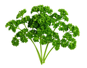 Fototapeta premium Fresh parsley bunch isolated on white, aromatic herb used in cooking.