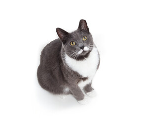 Isolated mustache cat looking up while sitting. High angle view of gray tuxedo cat with curious or...