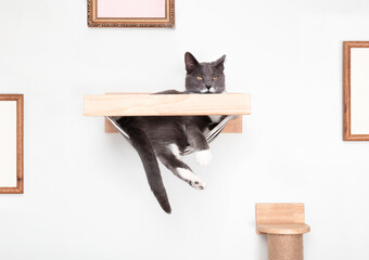 Happy cat in hammock installed on white wall. Relaxed tuxedo cat with mustache lying with paws...