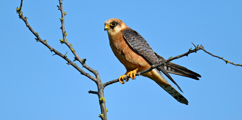Rotfußfalke - Weibchen // Red-footed falcon - female (Falco vespertinus) - Donaudelta, Rumänien