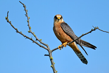 Red-footed falcon - female // Rotfußfalke - Weibchen (Falco vespertinus) 