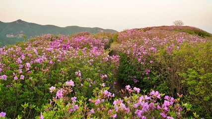 Obraz premium Beautifully blooming Hwangmaesan Mountain scenery