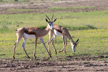 Springbok ewe and ram (Antidorcas marsupialis) grazing in Nossob riverbed at dawn, Kgalagadi...