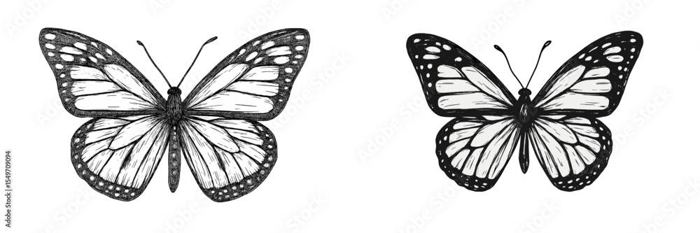 Poster detailed black and white illustrations of two butterflies showcasing intricate wing patterns and tex