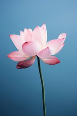 Pink Blossom Lotus blossom.