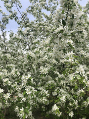 White Apple Blossoms Close-Up on a Blooming Tree in Spring. Close-up of delicate white apple...