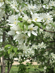 White Apple Blossoms Close-Up on a Blooming Tree in Spring. Close-up of delicate white apple blossoms on a flowering apple tree in full bloom during springtime. 