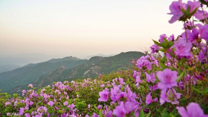 Obraz premium Beautifully blooming Hwangmaesan Mountain scenery
