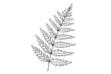 Delicate fern leaf illustration showcasing intricate details and natural beauty