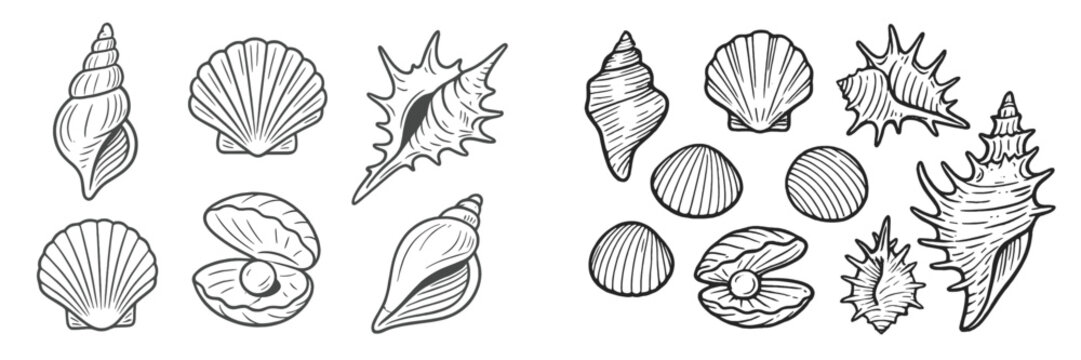 Various types of shells displayed in a detailed line drawing from a coastal environment