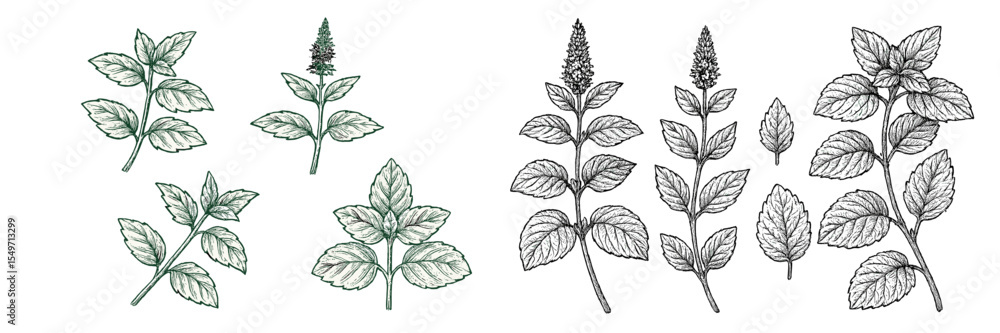 Poster illustrations of various mint leaves showcasing their distinct shapes and characteristics in a detai