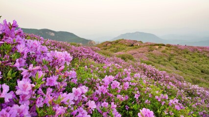 Obraz premium Beautifully blooming Hwangmaesan Mountain scenery