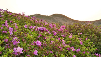Beautifully blooming Hwangmaesan Mountain scenery