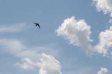 Silhouette of a bird with outstretched wings against the backdrop of blue sky with clouds, bird flying in the blue sky, swallow flying with wings spread among the sky and clouds.