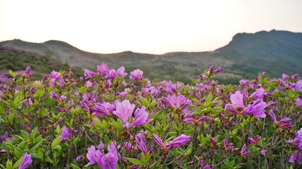 Obraz premium Beautifully blooming Hwangmaesan Mountain scenery