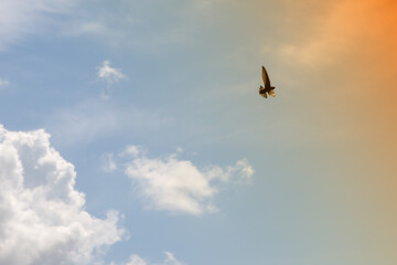 A swallow flying with outstretched wings towards the sunlight in the sky among cumulus clouds, bird...