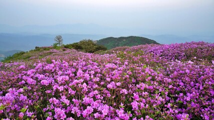 Beautifully blooming Hwangmaesan Mountain scenery
