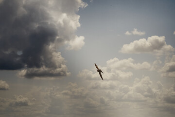 Swallows flying in summer against a backdrop of clouds, clouds and flying small birds, birds among clouds high in the sky.