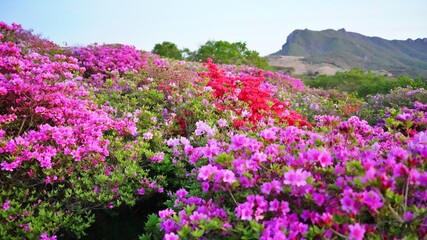 Beautiful Rhododendron Gardens in Korea