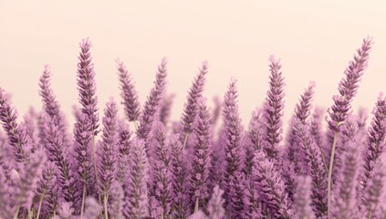 Lavender field in soft pastel pink