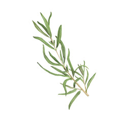 Watercolor illustration of rosemary. Hand-drawn isolated clip-art on white background. Delicate realistic images of herbs for packaging, textiles, printing, holiday cards, wedding, menu