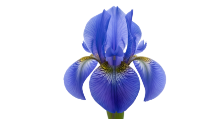 Captivating Blue Iris Flower Blooms Elegantly on Transparent Background, Floral Beauty