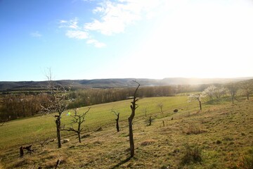 Open hillside orchard scattered with leafless trees beneath soft sun over a quiet valley in the Harz mountains, Germany