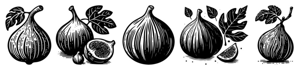 fig fruit engraving set – vintage hand drawn fig illustrations