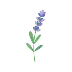 Lavender flower flat minimal vector illustration, simple purple floral icon, modern botanical